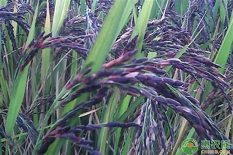 种植庄稼,磷酸二氢钾对庄稼使用后会有什么作用？