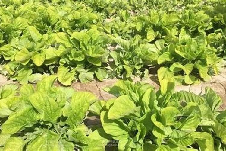 种菠菜什么肥料不能施