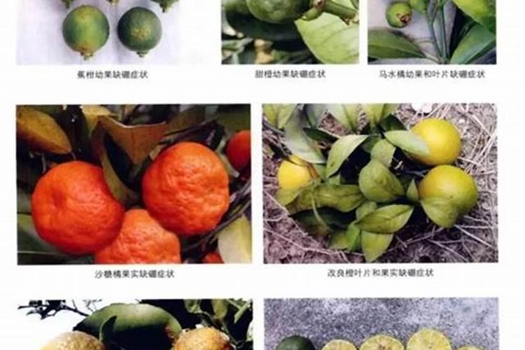 什么样的叶面肥补硼补钙效果好,能解决硼钙拮抗问题？