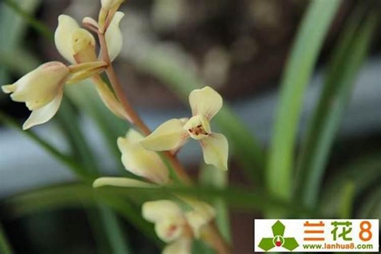 惠兰花怎么养才能开花惠兰花的养殖方法和栽培要点