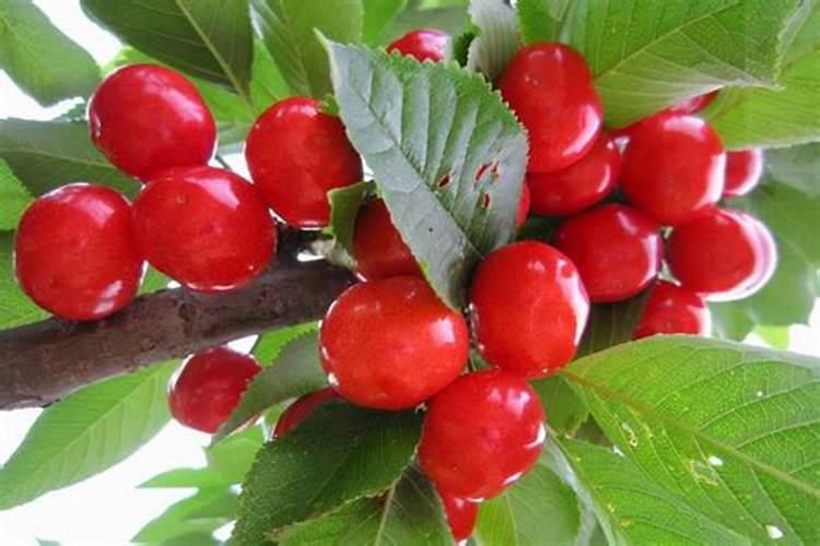 苹果幼树和成年树应该施多少有机肥？尿素应该施多少？