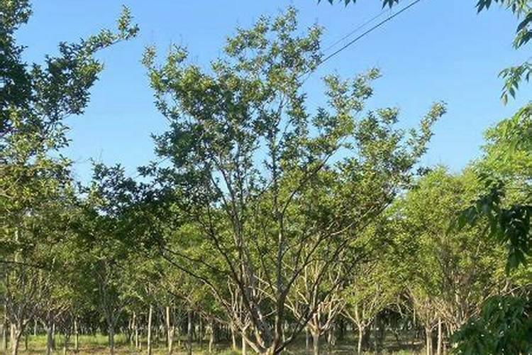 李子树什么时候施肥最好,应该注意什么？