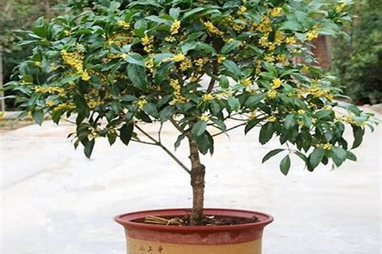 天香台阁桂花盆栽方法
