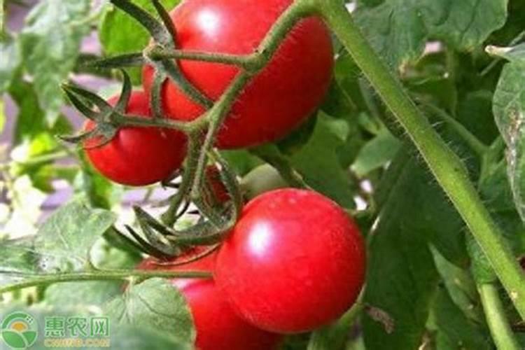 西红柿什么时候使用钾肥 施肥注意事项