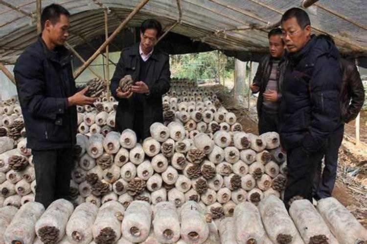 种平菇放什么肥料最好