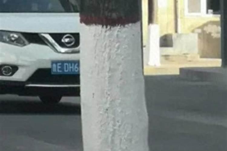 盆景树干上的白灰灰是什么病？