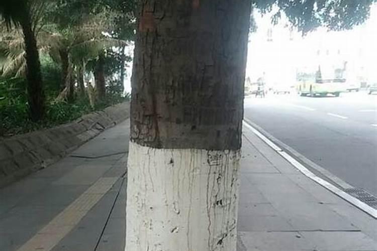 蛀干害虫的防治方法是什么？l一棵秋树钻入几只虫怎么治