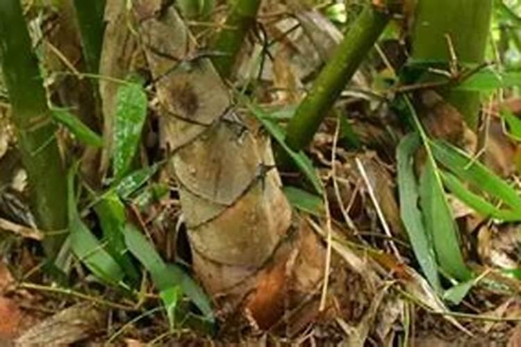 专用肥和通用肥哪种更好;配方肥和复合肥区别