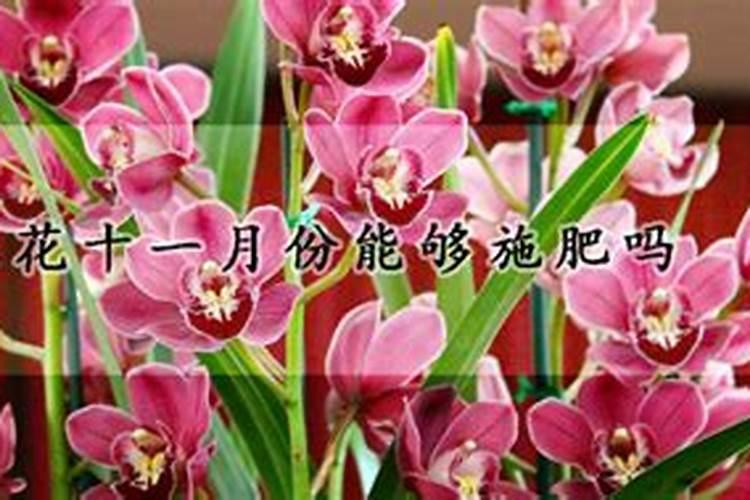 秋肥到底该如何选？高氮、平衡、高钾各有什么差别？