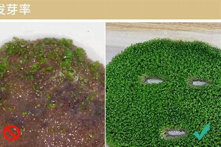 海藻鱼蛋白水溶肥料作用