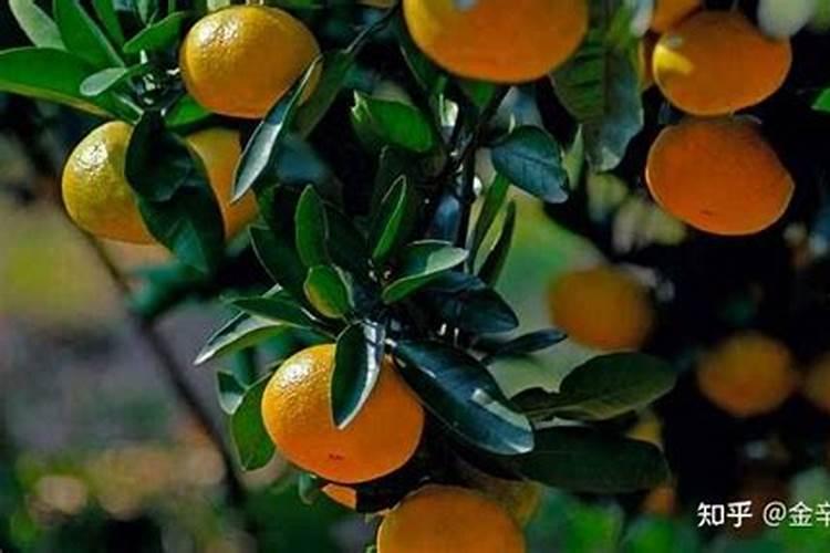 柑橘树上可以冲施矿源和鱼蛋白吗？