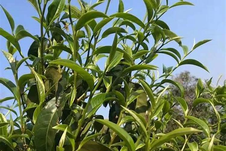 十月半间茶叶树能施氮肥吗？