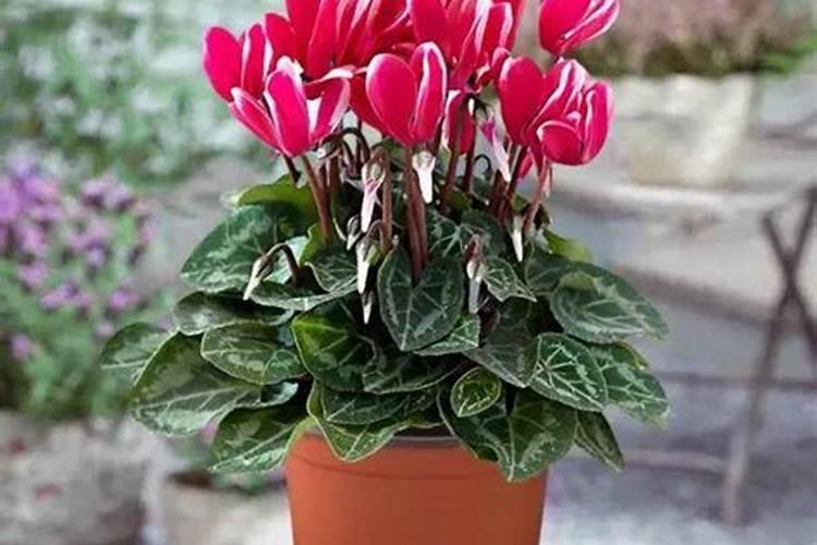 仙客来施什么肥最好