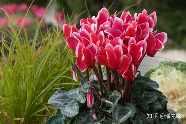 仙客来浇什么肥最好