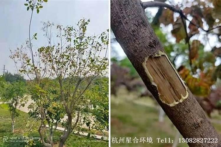 蝴蝶兰花朵上需喷水吗