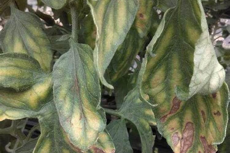 蝴蝶兰花朵上需喷水吗