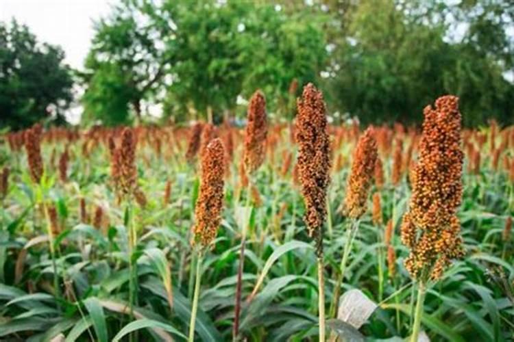 种高梁用什么肥好