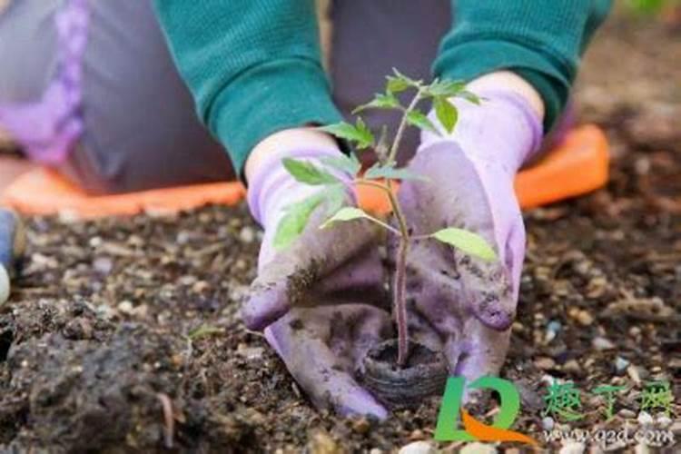 家里的黑豆放久了,想做点花肥。怎样用陈豆做肥料