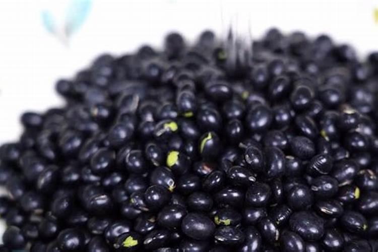 吊兰吃黑豆水一年100穗疯长成了窗帘!