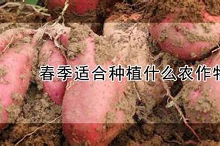 倒春寒小麦打什么药好