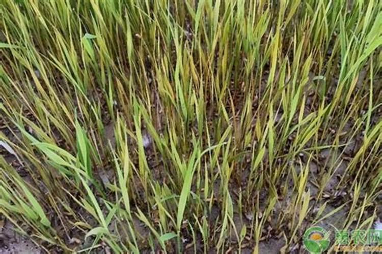 倒春寒小麦打什么药好