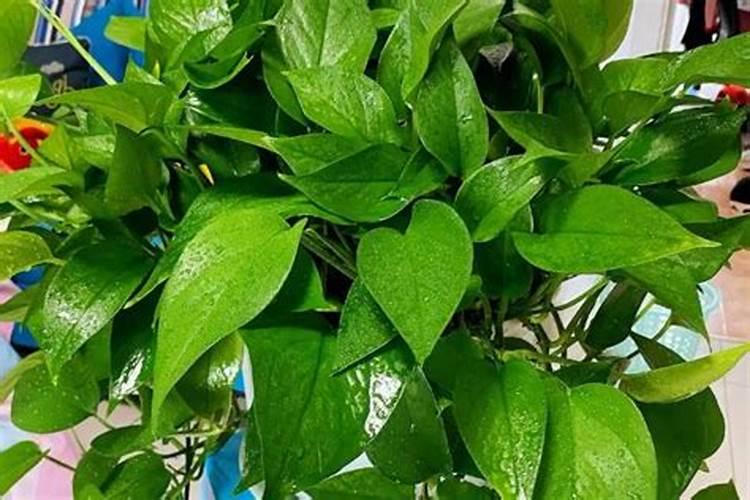 怎样使植物的叶子又绿又油