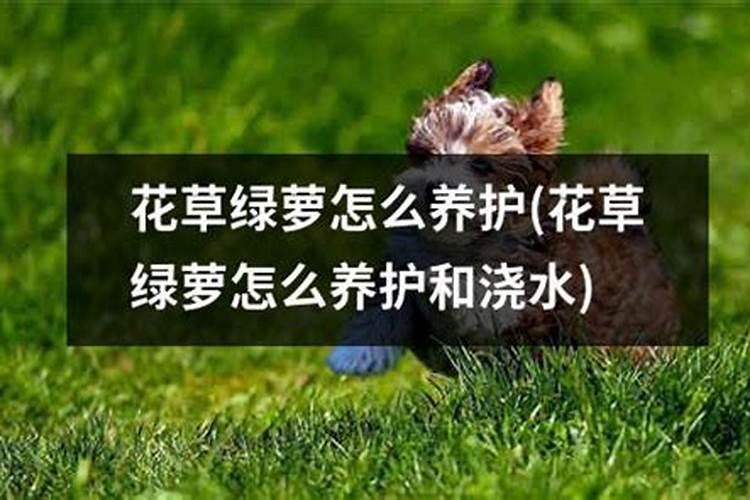 防小麦倒春寒打什么药好