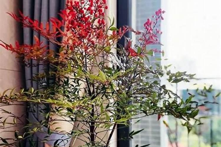 南天竹如何施肥？