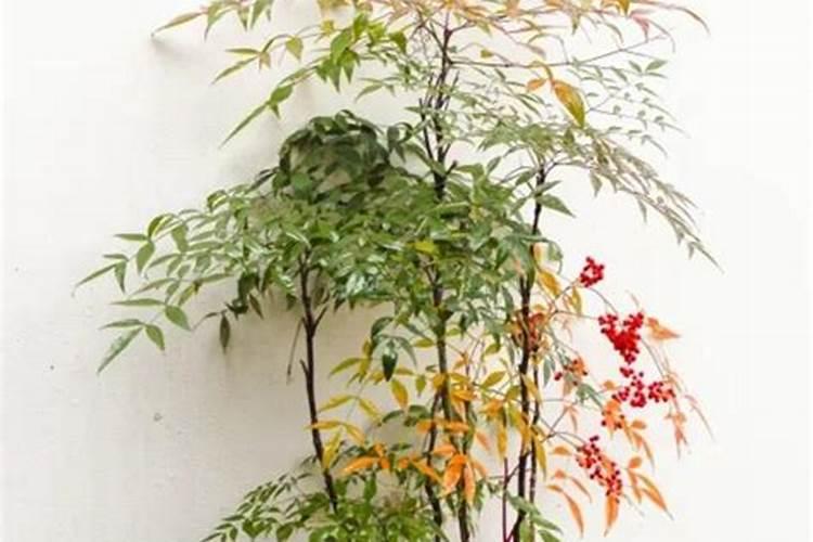 南天竹的养殖方法和注意事项