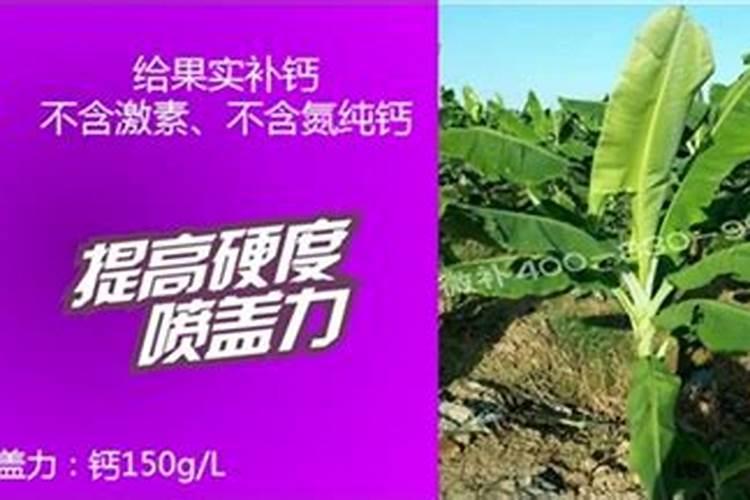 香蕉袋套完洒什么肥料肥的快些