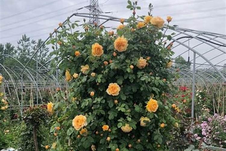 有机肥有哪些作用？