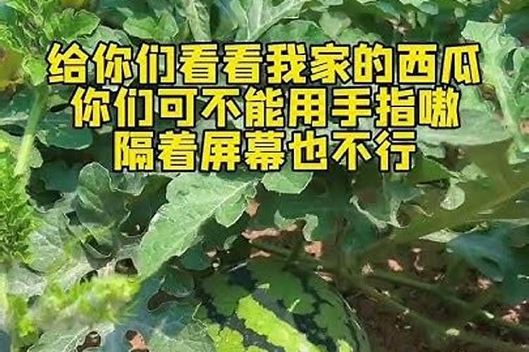 西瓜皮沤肥是氮肥还是钾肥