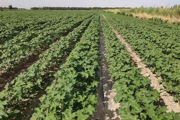 棉花开花结果时,为什么要追施磷肥