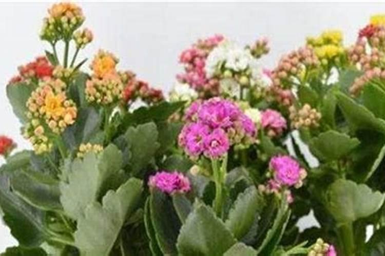 磷酸二氢钾怎么给长寿花施肥,施肥技巧