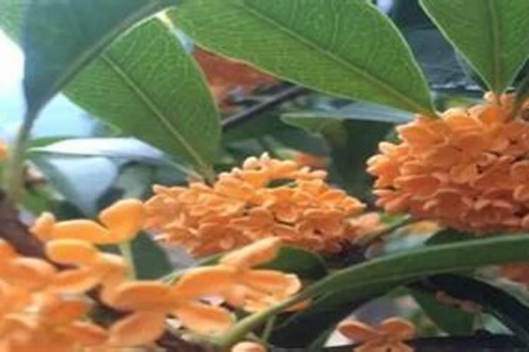 藻蓝蛋白是什么？有什么作用？