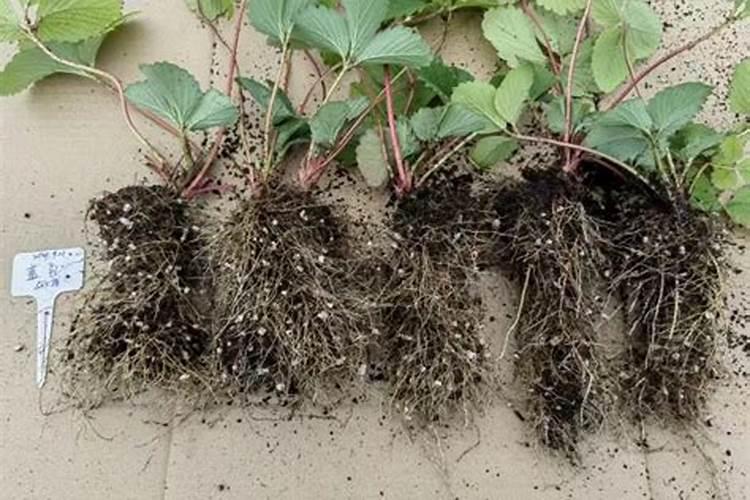 磷肥撒在地表会挥发吗