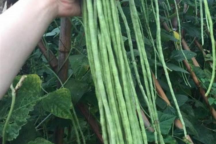 豆角最忌什么肥料