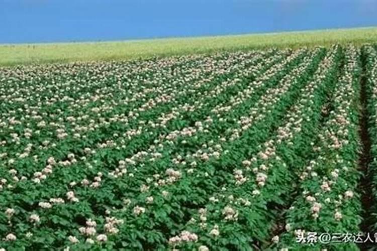 甘薯如何合理施肥？