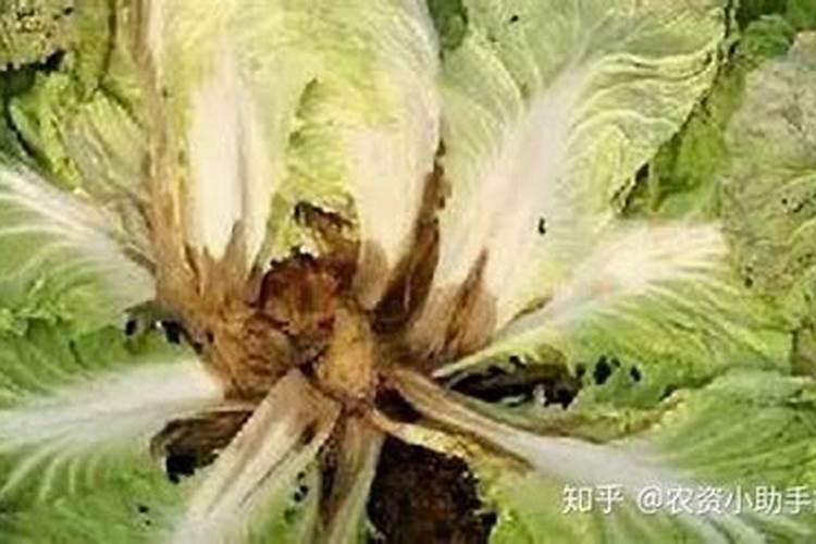 种植蔬菜小青菜死苗烂根,该如何处理？