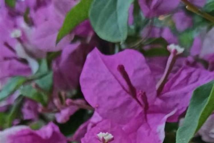 哪些花上尿素花肥好