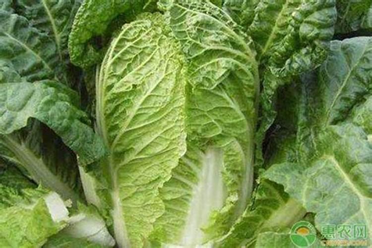 大白菜栽培结球期如何追肥和浇水？