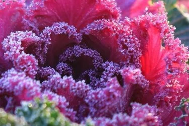 硫酸钙肥料使用方法