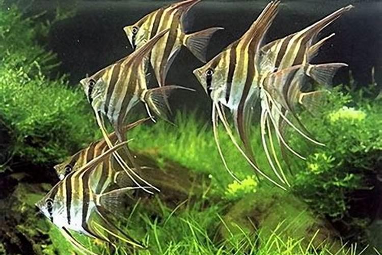 什么农药可以使植物快速变绿？