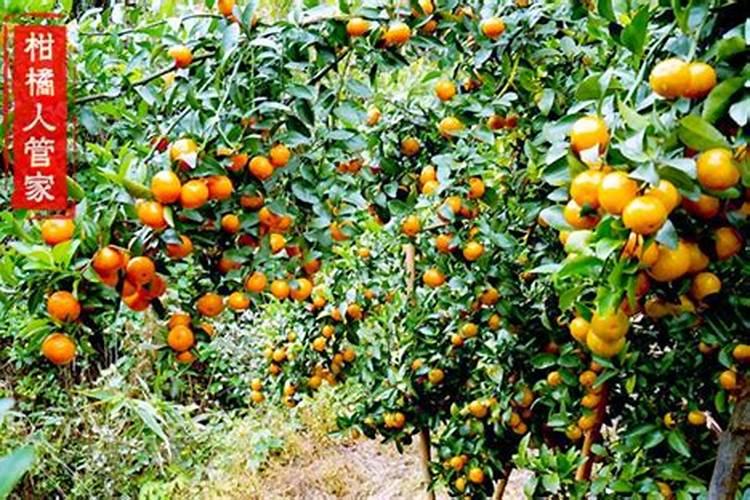 广西沙糖桔新产地在那,那里的沙糖桔最好？