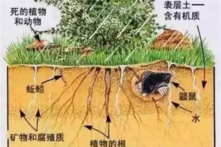 ...后,浇水,营养一样可以被植物吸收？没有被埋进土壤的肥料