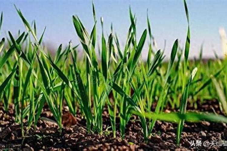 我想问一下四月上旬小麦还能追肥吗？