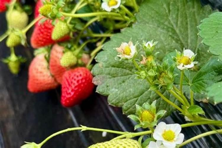什么肥料对草莓的生长最为有利