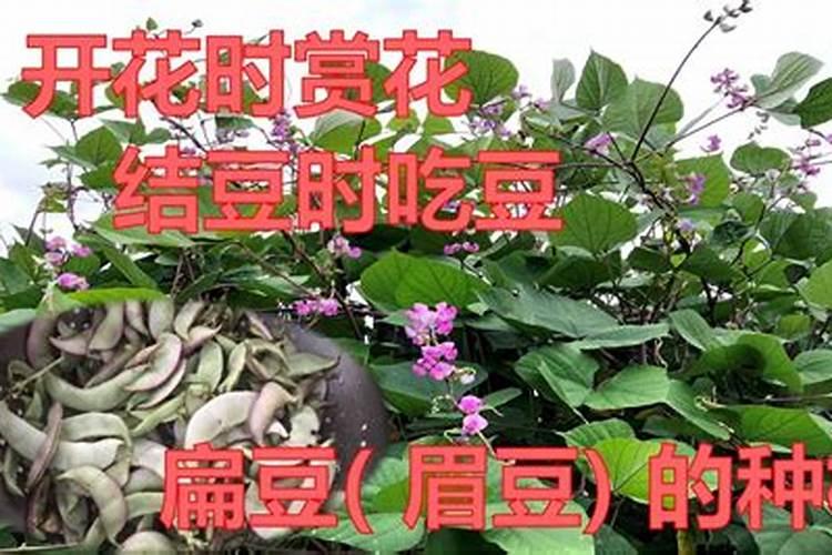 扁豆施什么肥最好