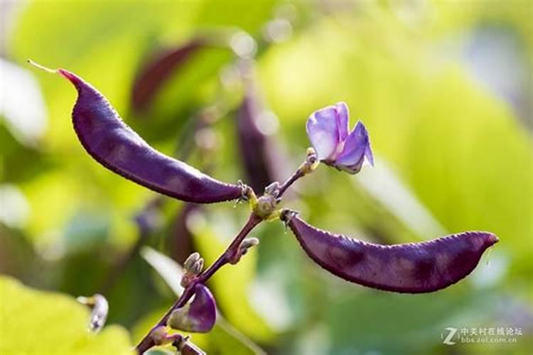 白扁豆施什么肥