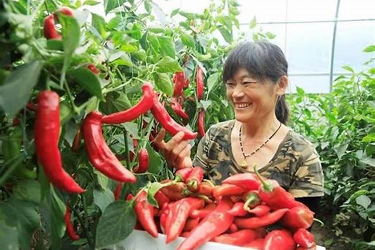 瓜果蔬菜施肥时间和方法是什么 瓜果蔬菜施肥时间和方法